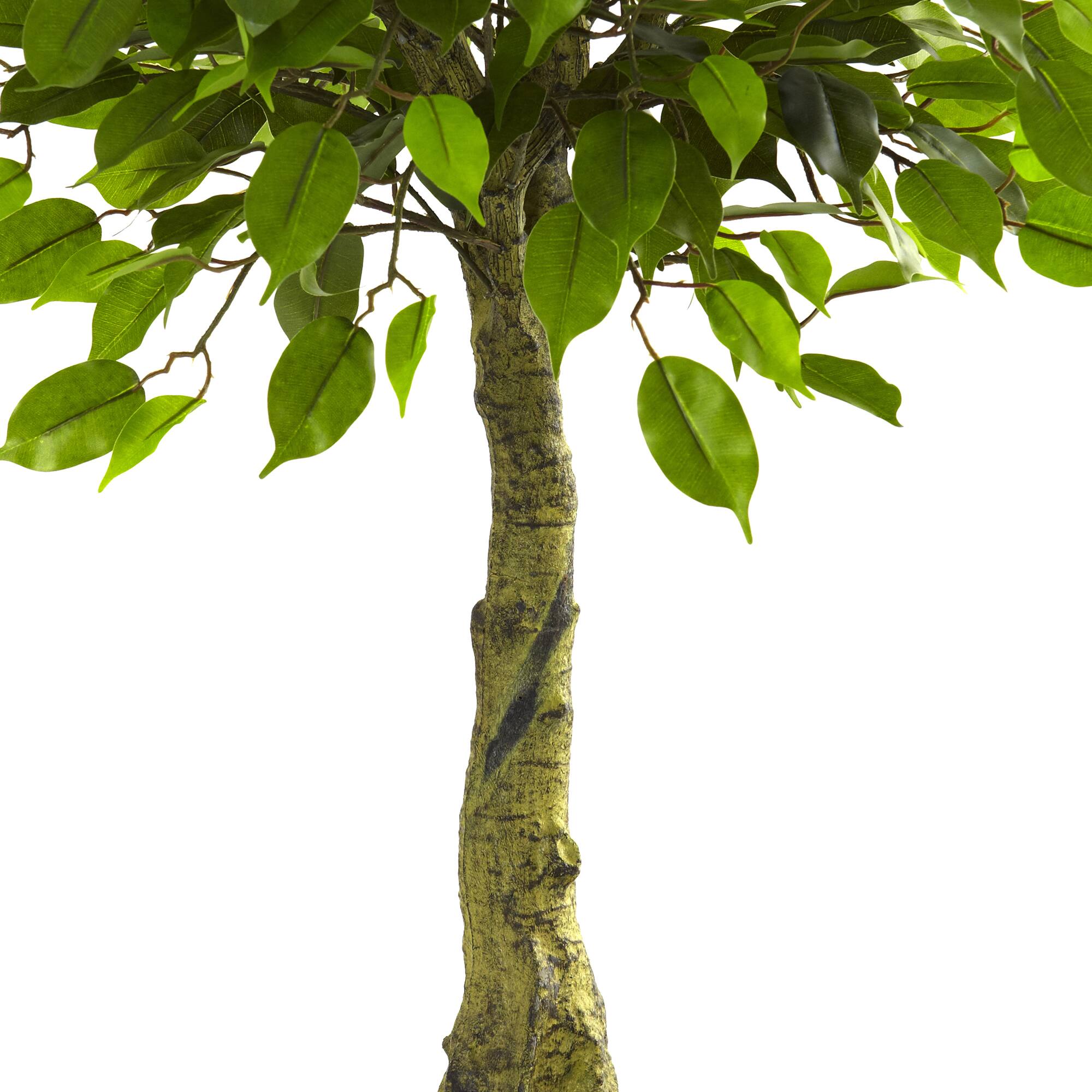 3ft. Potted Ficus Tree